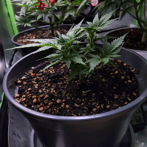 Jack Herer Automatic growlog timeline photo