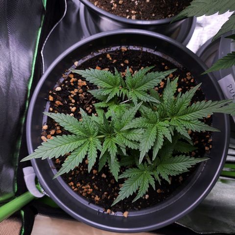 Jack Herer Automatic growlog timeline photo
