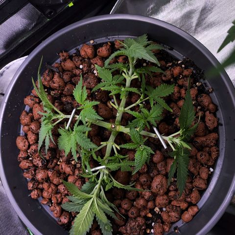 Jack Herer Automatic growlog timeline photo