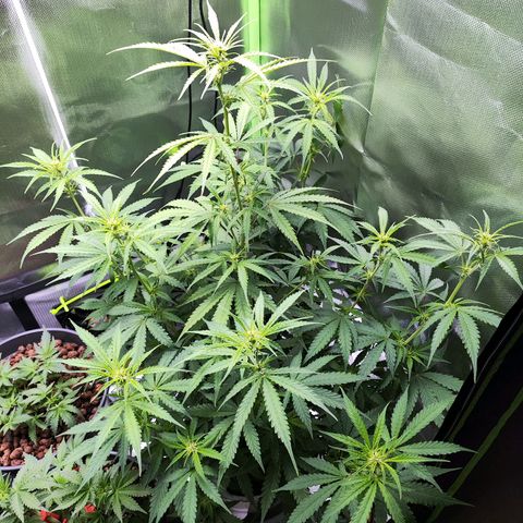 Purple Punch Auto growlog timeline photo