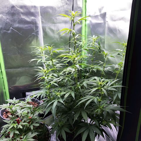 Purple Punch Auto growlog timeline photo