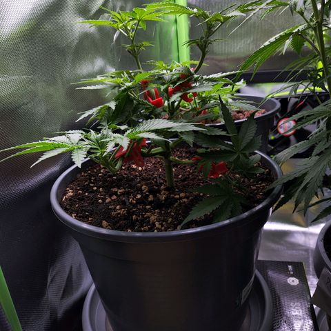 Purple Punch auto growlog timeline photo