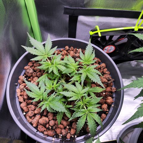 Jack Herer Automatic growlog timeline photo
