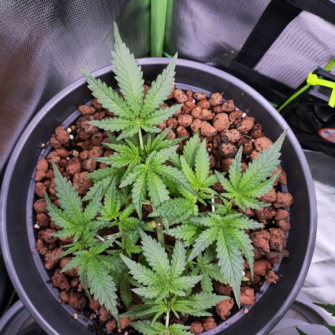 Jack Herer Automatic growlog timeline photo