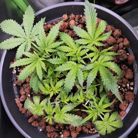 Jack Herer Automatic growlog timeline photo