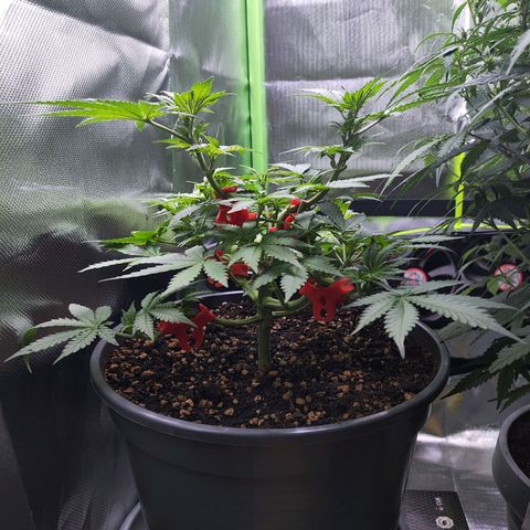 Purple Punch auto growlog timeline photo