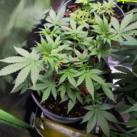 Purple Punch auto growlog timeline photo