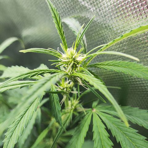 Purple Punch Auto growlog timeline photo