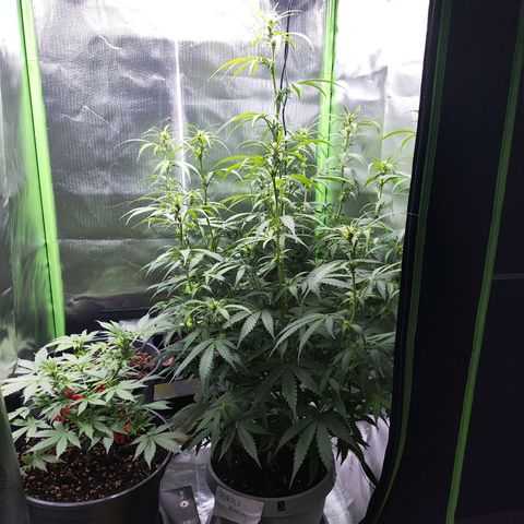 Purple Punch Auto growlog timeline photo