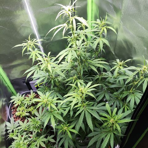 Purple Punch Auto growlog timeline photo