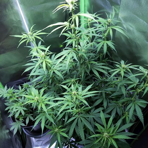 Purple Punch Auto growlog timeline photo