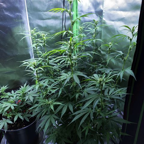 Purple Punch Auto growlog timeline photo
