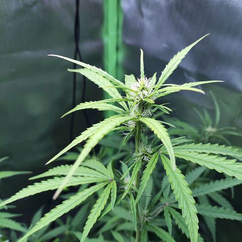 Purple Punch Auto growlog timeline photo