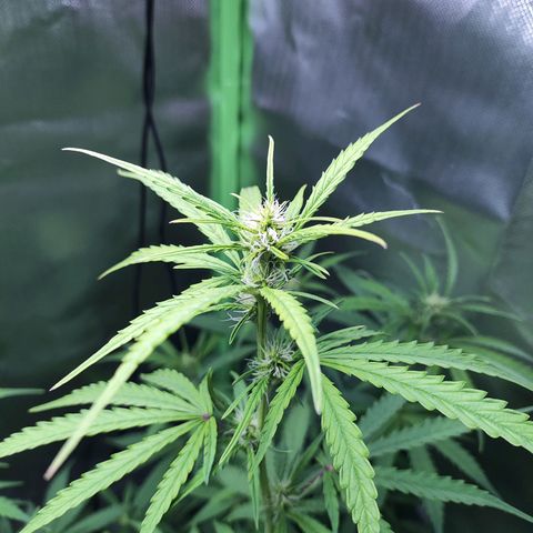 Purple Punch Auto growlog timeline photo