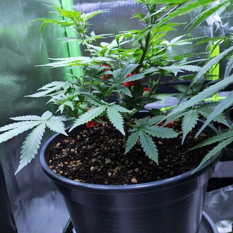 Purple Punch auto growlog timeline photo