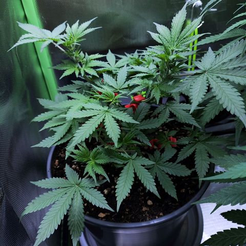 Purple Punch auto growlog timeline photo