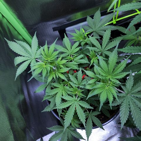 Purple Punch auto growlog timeline photo
