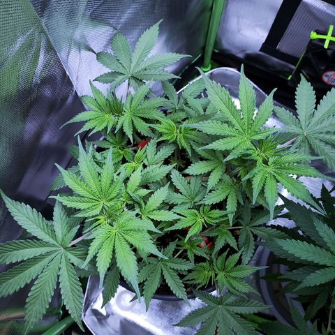 Purple Punch auto growlog timeline photo