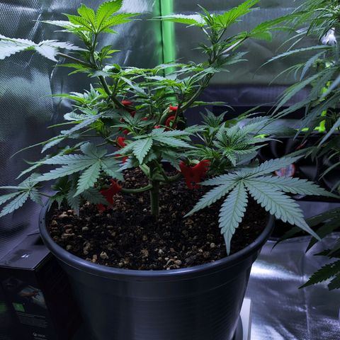Purple Punch auto growlog timeline photo