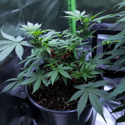 Purple Punch auto growlog timeline photo