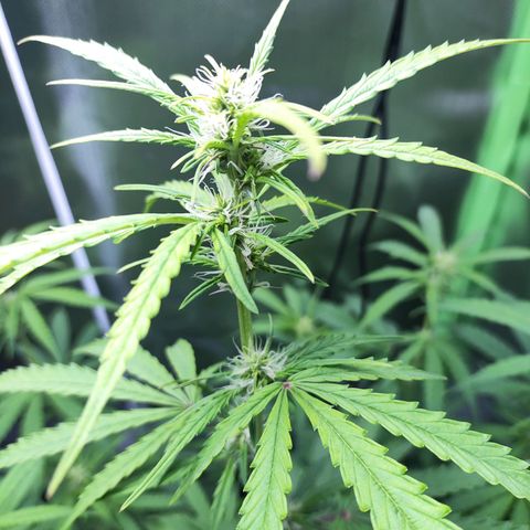 Purple Punch Auto growlog timeline photo