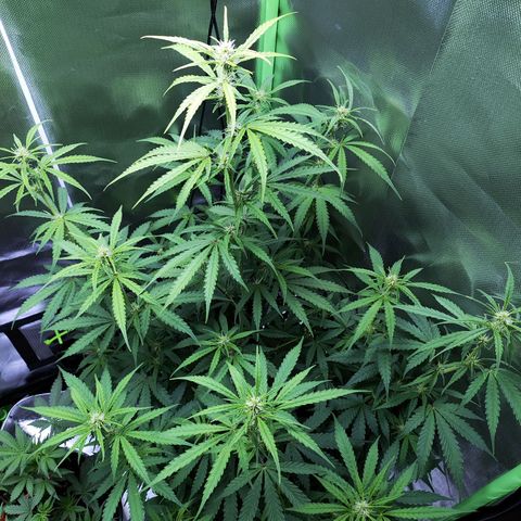 Purple Punch Auto growlog timeline photo