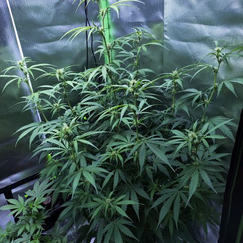 Purple Punch Auto growlog timeline photo