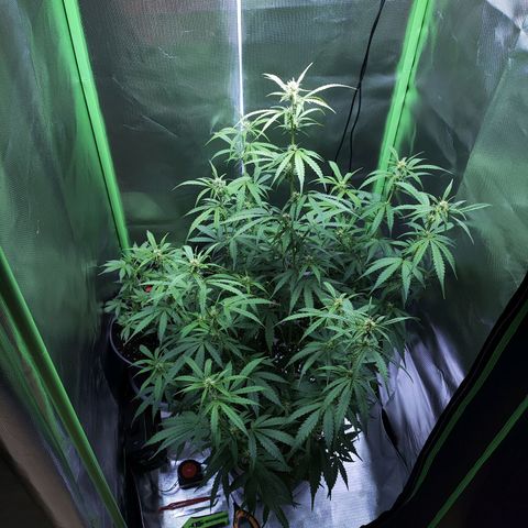 Purple Punch Auto growlog timeline photo