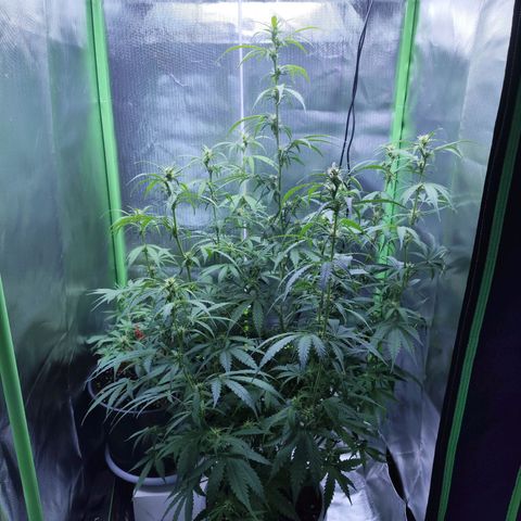 Purple Punch Auto growlog timeline photo