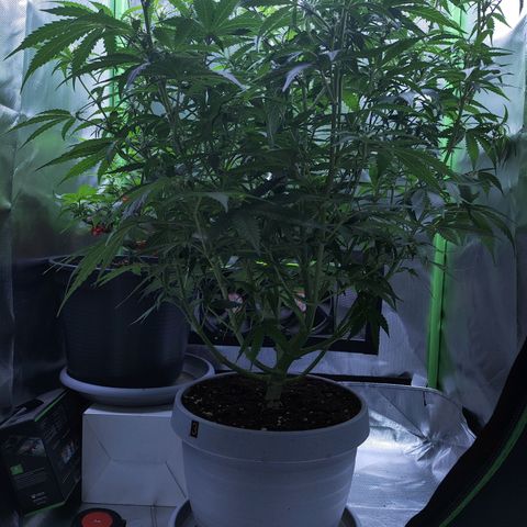 Purple Punch Auto growlog timeline photo