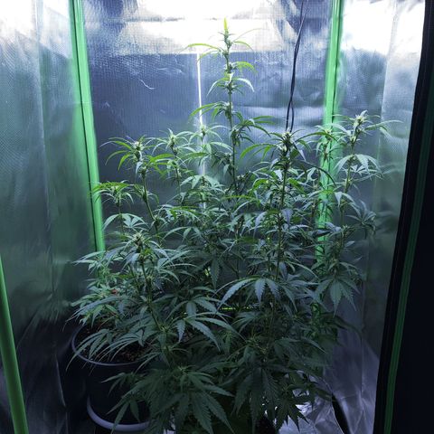 Purple Punch Auto growlog timeline photo