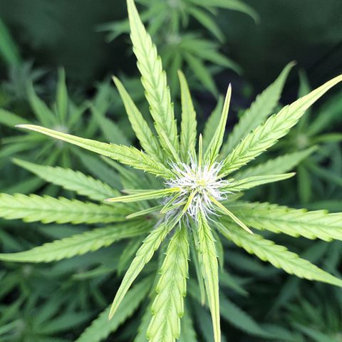 Purple Punch Auto growlog timeline photo