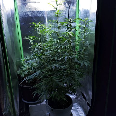 Purple Punch Auto growlog timeline photo