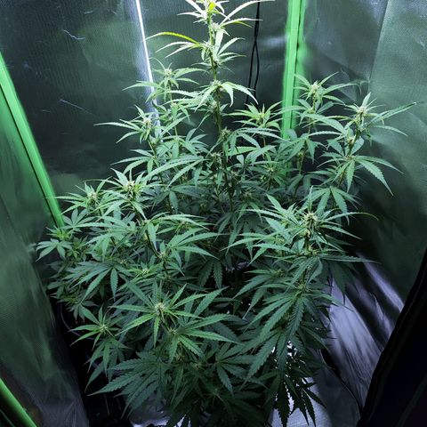 Purple Punch Auto growlog timeline photo