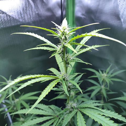 Purple Punch Auto growlog timeline photo