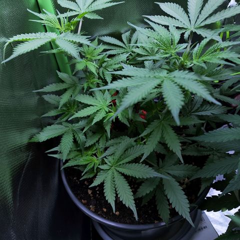 Purple Punch auto growlog timeline photo