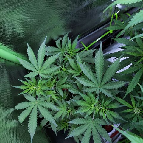 Purple Punch auto growlog timeline photo