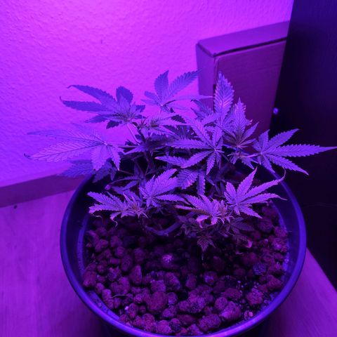 Jack Herer Automatic growlog timeline photo