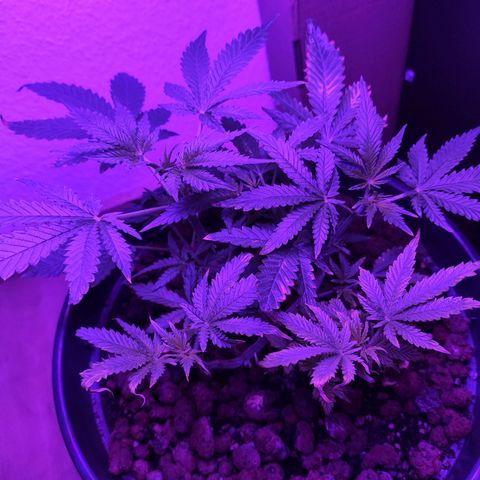 Jack Herer Automatic growlog timeline photo