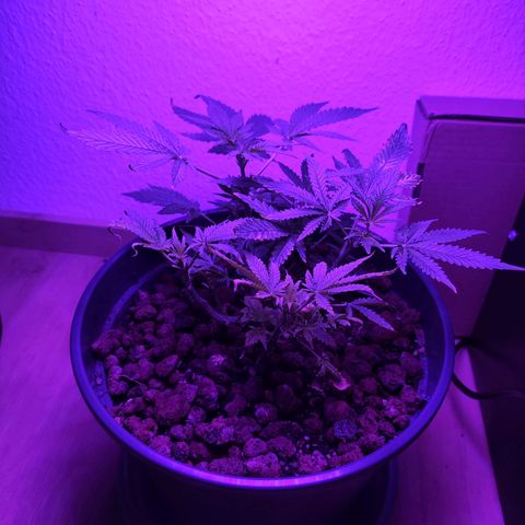 Jack Herer Automatic growlog timeline photo