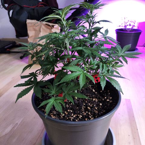 Purple Punch auto growlog timeline photo