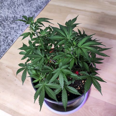 Purple Punch auto growlog timeline photo