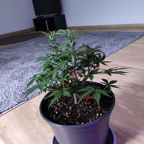 Purple Punch auto growlog timeline photo