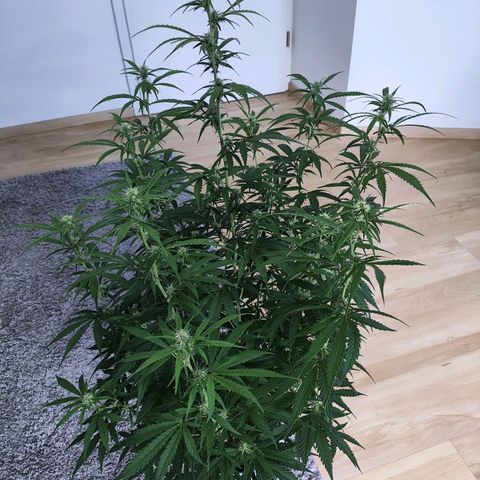 Purple Punch Auto growlog timeline photo