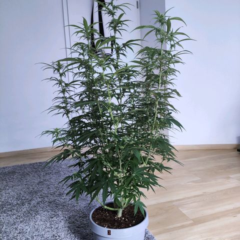 Purple Punch Auto growlog timeline photo