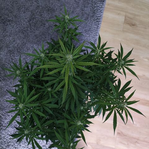 Purple Punch Auto growlog timeline photo