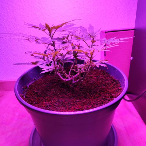 Jack Herer Automatic growlog timeline photo