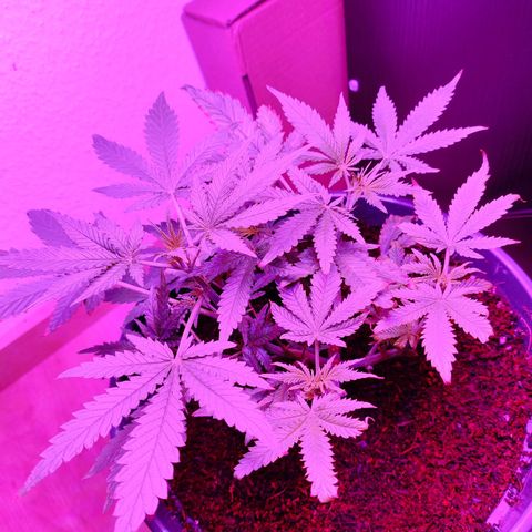 Jack Herer Automatic growlog timeline photo