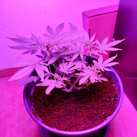 Jack Herer Automatic growlog timeline photo