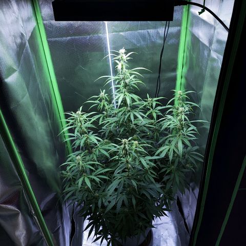 Purple Punch Auto growlog timeline photo